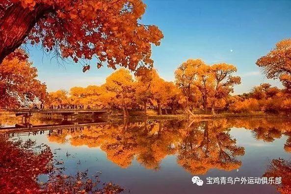 宇宙蜜蜂